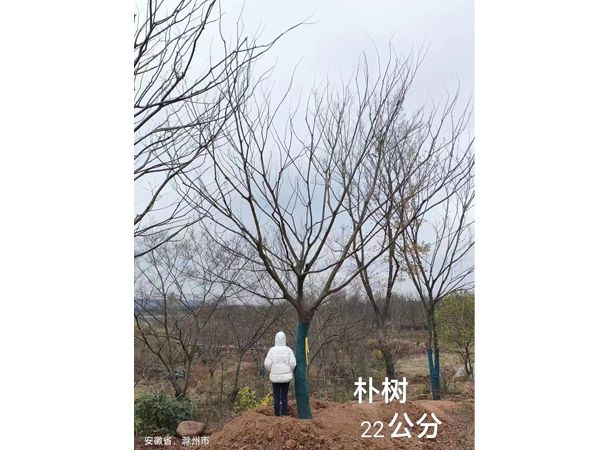 樸樹